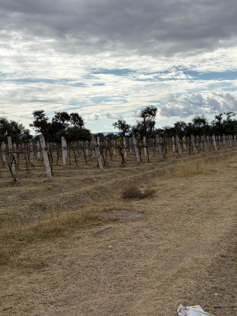 foto-rancho-agroindustrial-villa-de-reyes-slp-9 TERRENO AGROINDUSTRIAL en VENTA en VILLA DE REYES, SLP — A 45 MINUTOS DEL DISTRIBUIDOR JUÁREZ.