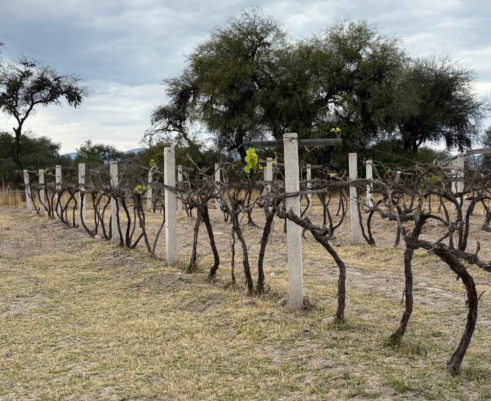 TERRENO AGROINDUSTRIAL en VENTA en VILLA DE REYES, SLP — A 45 MINUTOS DEL DISTRIBUIDOR JUÁREZ.