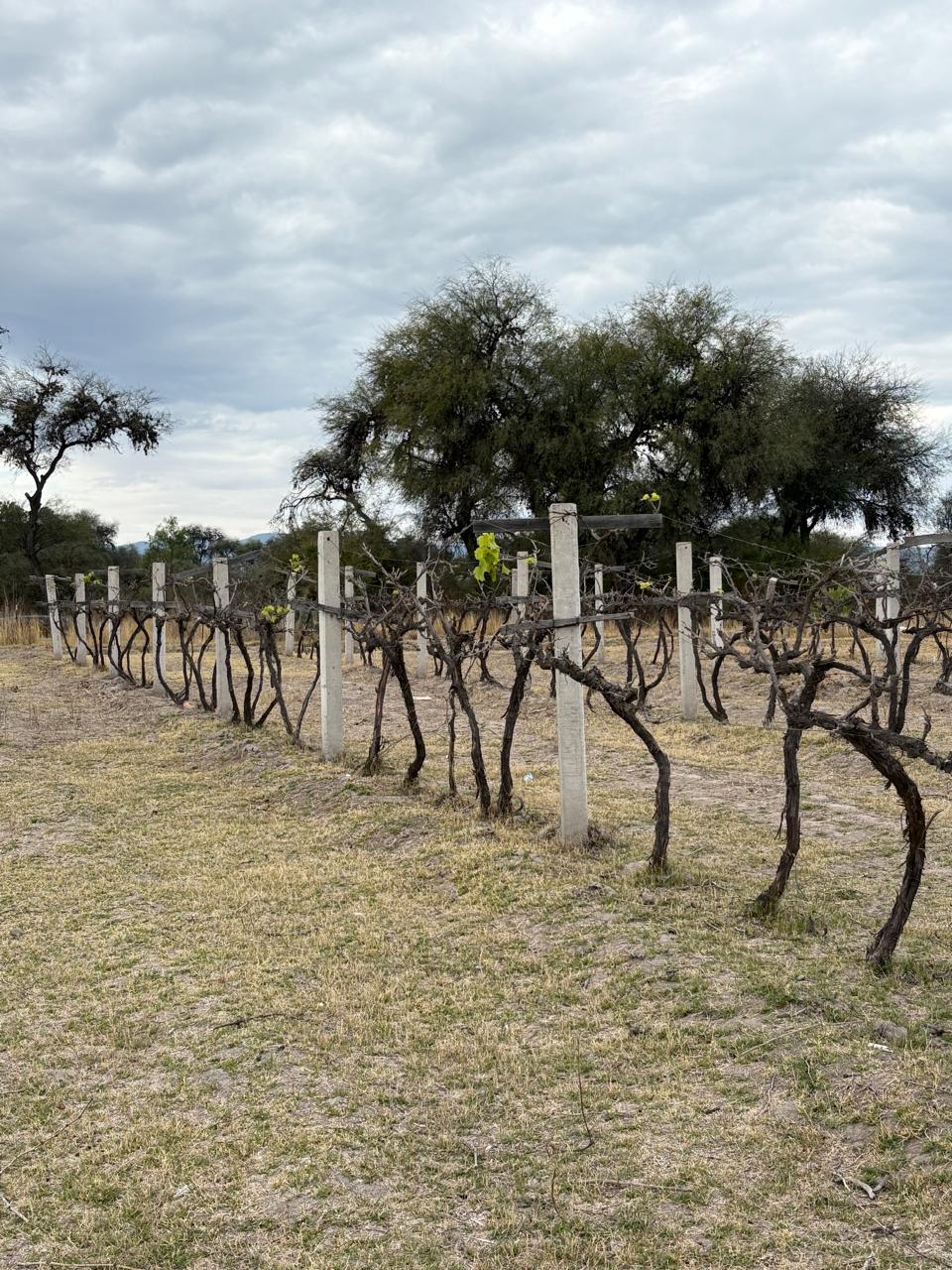 foto-viñedos-producción-uva-roja-verde-villa-de-reyes-1 TERRENO AGROINDUSTRIAL en VENTA en VILLA DE REYES, SLP — A 45 MINUTOS DEL DISTRIBUIDOR JUÁREZ.