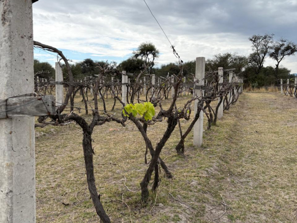 Terreno agroindustrial en venta en Villa de Reyes, 79500, SLP - Vista aérea de la infraestructura productiva, bodegas y viñedos.