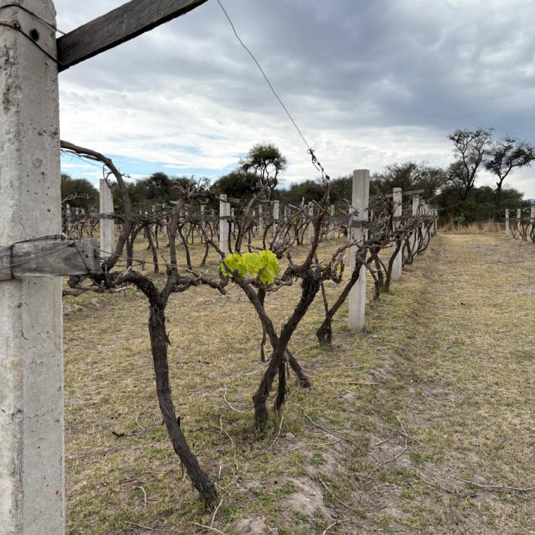 Terreno agroindustrial en venta en Villa de Reyes, 79500, SLP - Vista aérea de la infraestructura productiva, bodegas y viñedos.