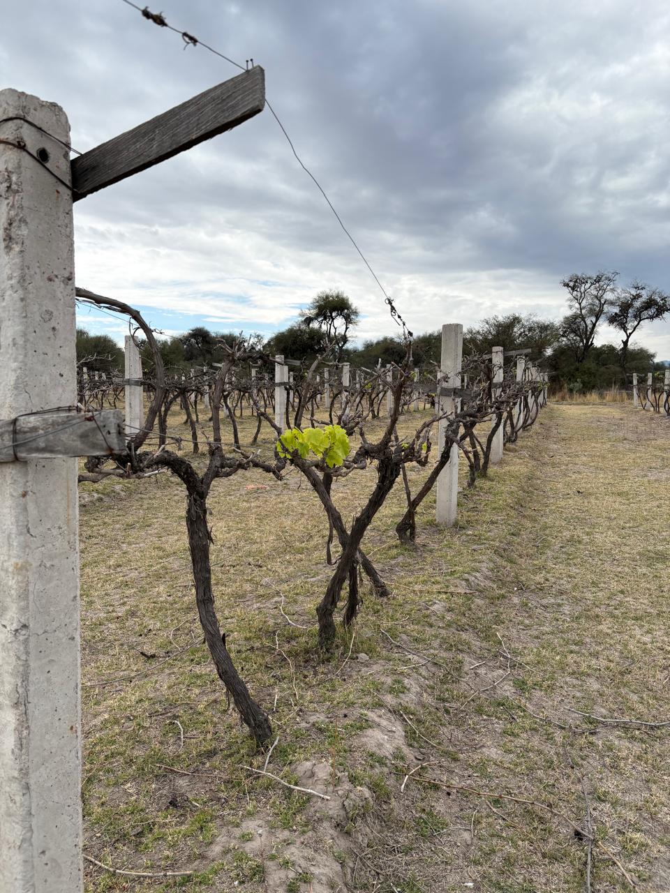 foto-viñedos-producción-uva-roja-verde-villa-de-reyes-2 Terreno agroindustrial en venta en Villa de Reyes, 79500, SLP - Vista aérea de la infraestructura productiva, bodegas y viñedos.